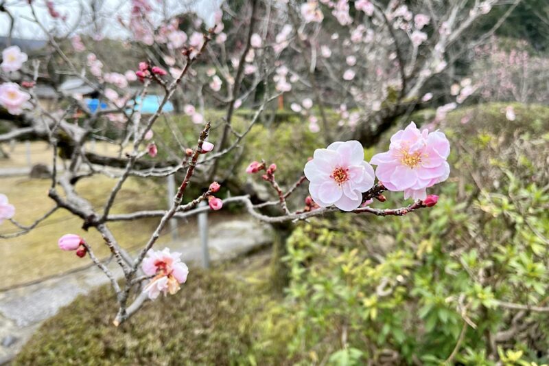 随心院