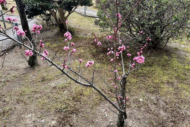 随心院