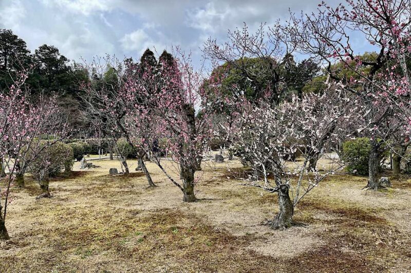 随心院