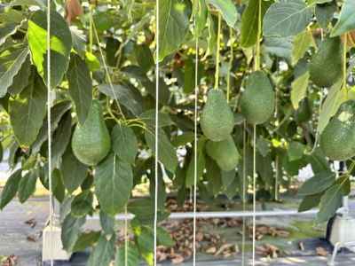 ひなたプリンセス(アボカド)